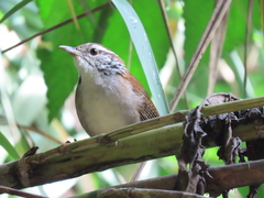 Thryophilus rufalbus