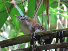 Thryophilus rufalbus