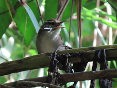 Thryophilus rufalbus