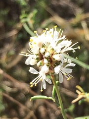 Dalea candida oligophylla