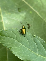 Metopoceris alternans