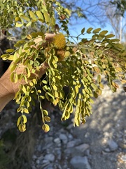 Leucaena retusa