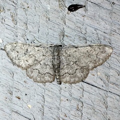 Idaea violacearia