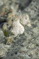 Hippocampus colemani