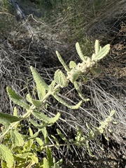 Buddleja scordioides