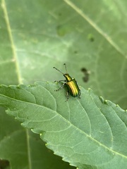 Metopoceris alternans