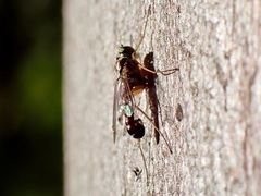 Dytomyia sordida