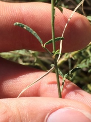 Dalea candida oligophylla