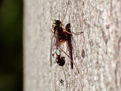 Dytomyia sordida