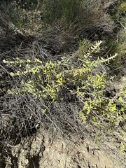 Buddleja scordioides