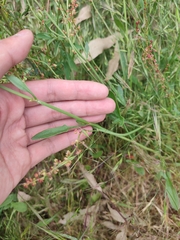 Gonocarpus tetragynus