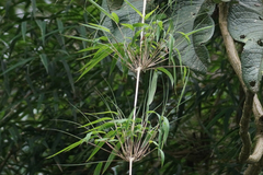Chusquea scandens