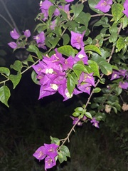 Bougainvillea