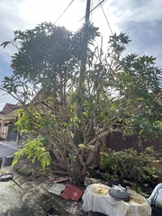 Pometia pinnata