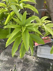Pometia pinnata