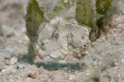 Coleman's pygmy seahorse (Hippocampus colemani) — Syngnathidae — 3