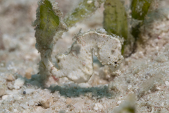 Hippocampus colemani