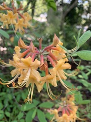Rhododendron austrinum