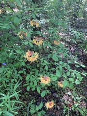 Rhododendron austrinum