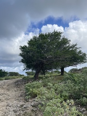 Haematoxylum brasiletto