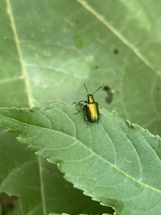 Metopoceris alternans