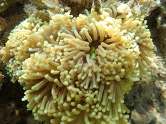 Euphyllia glabrescens