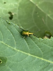 Metopoceris alternans