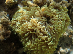 Euphyllia glabrescens