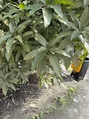 Mangifera indica