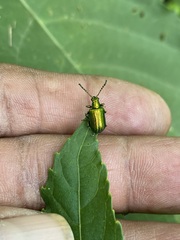 Metopoceris alternans