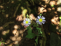 Erigeron annuus