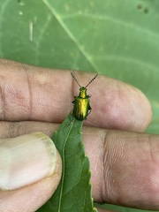 Metopoceris alternans