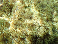 Euphyllia glabrescens