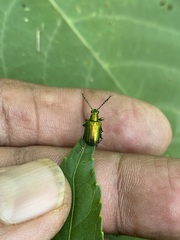 Metopoceris alternans