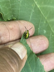 Metopoceris alternans