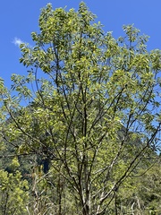 Litsea glutinosa