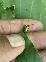 Metopoceris alternans