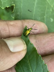 Metopoceris alternans