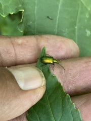 Metopoceris alternans