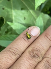 Metopoceris alternans