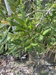 Dimocarpus longan