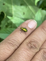 Metopoceris alternans