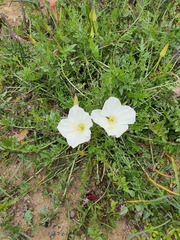 Oenothera acaulis