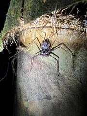 Paraphrynus laevifrons