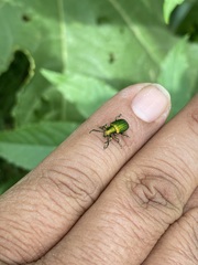 Metopoceris alternans