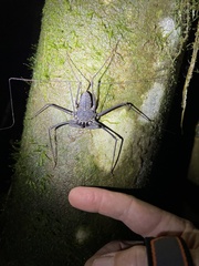 Paraphrynus laevifrons