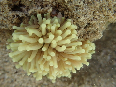 Euphyllia glabrescens