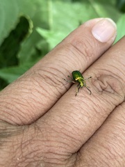 Metopoceris alternans