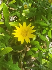 Gazania rigens