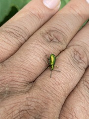 Metopoceris alternans